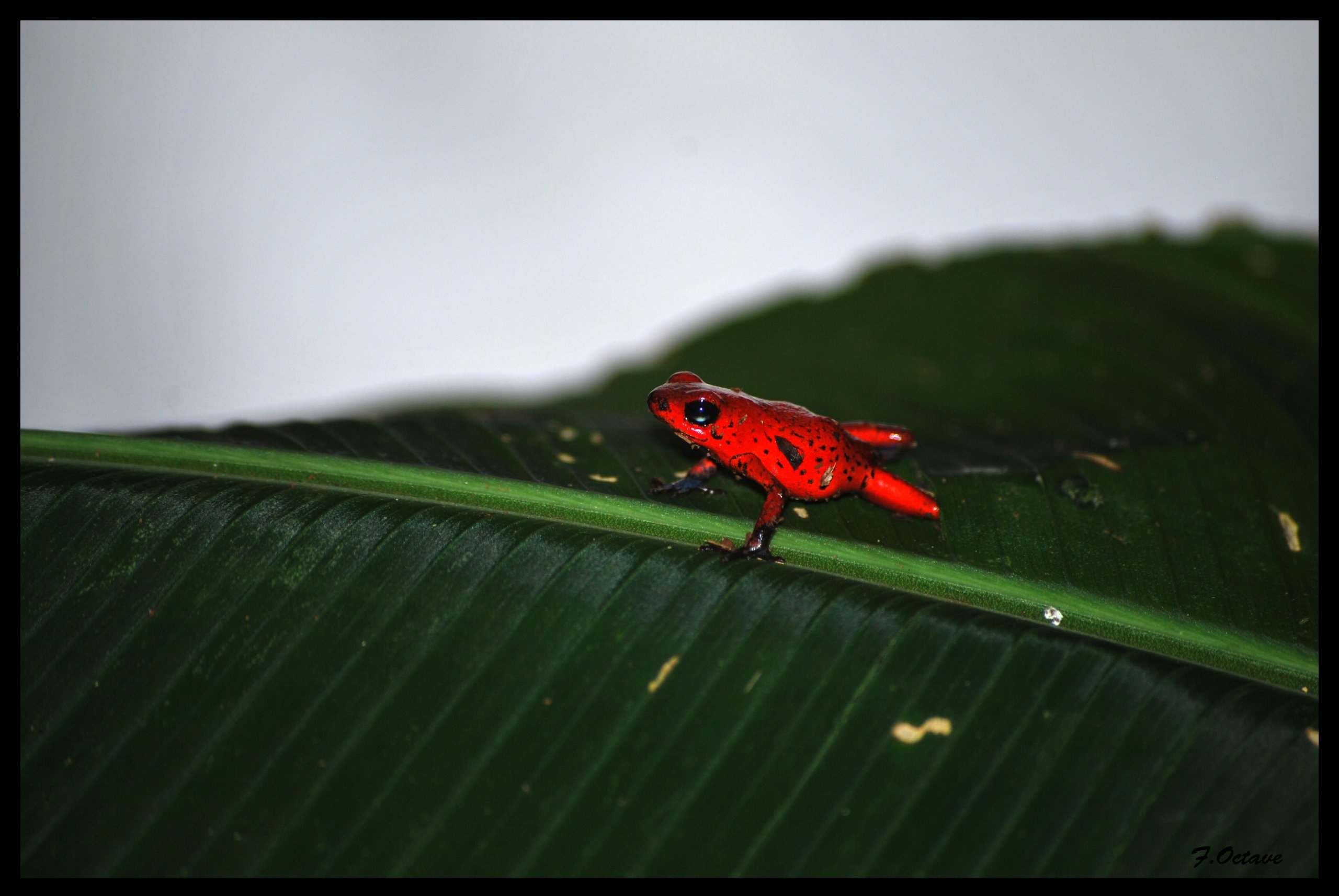 Fonds d'cran Animaux Grenouilles - Crapauds Grenouille rouge