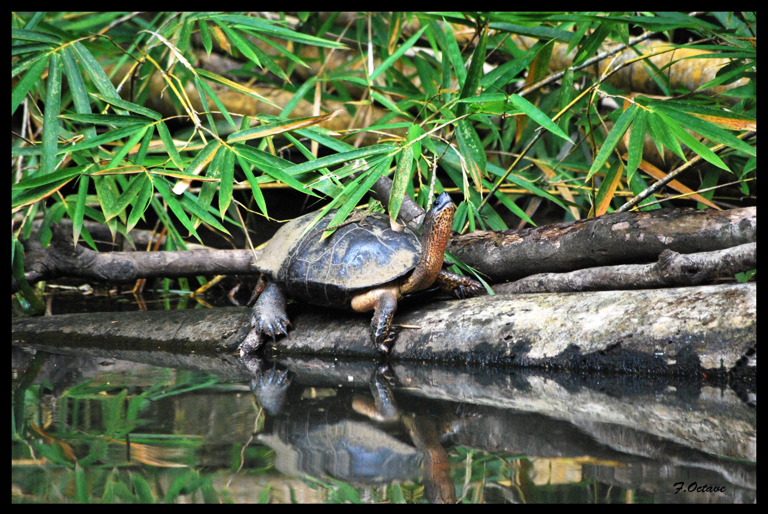 Fonds d'cran Animaux Tortues Tortue