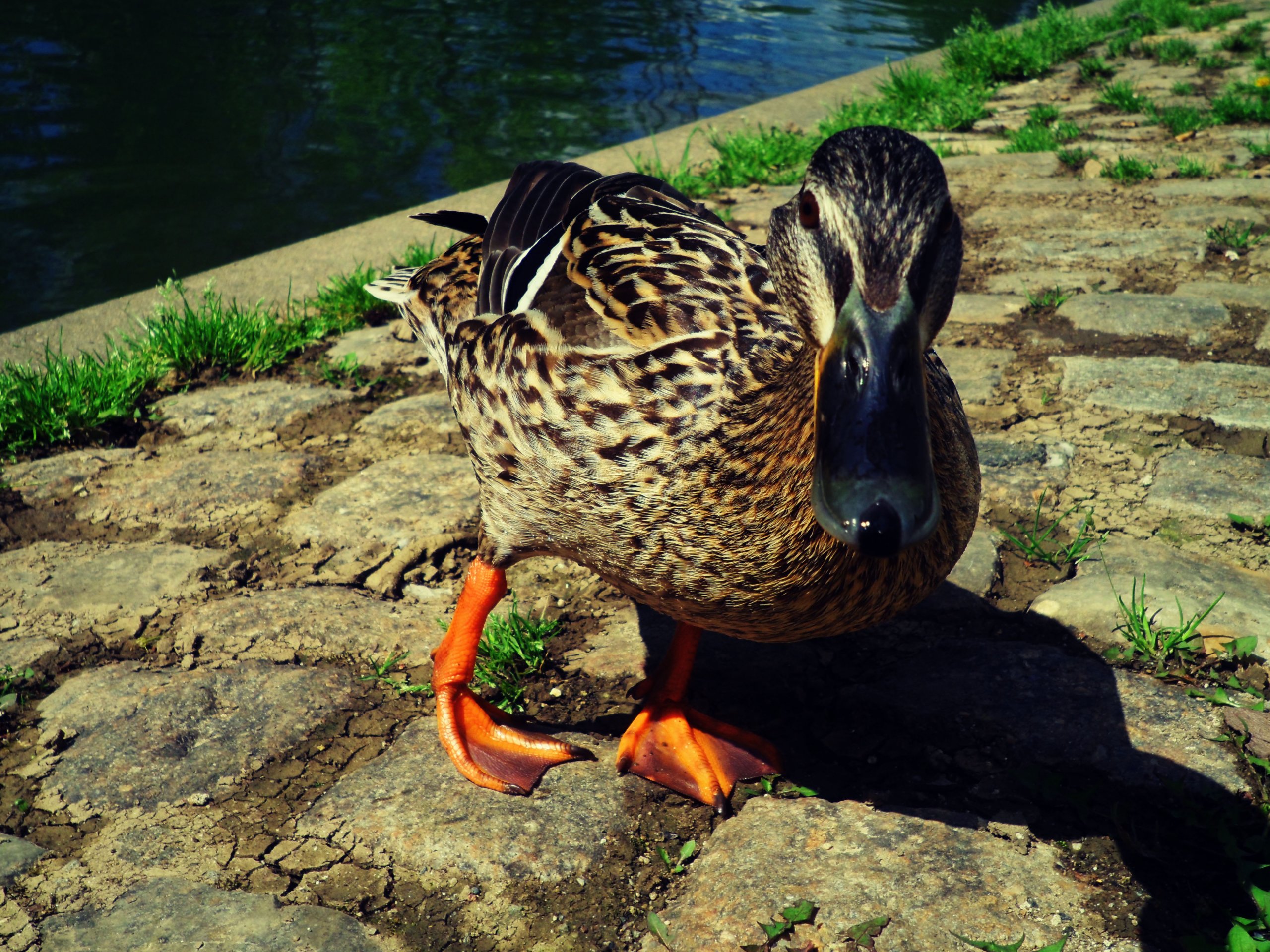 Fonds d'cran Animaux Oiseaux - Canards 