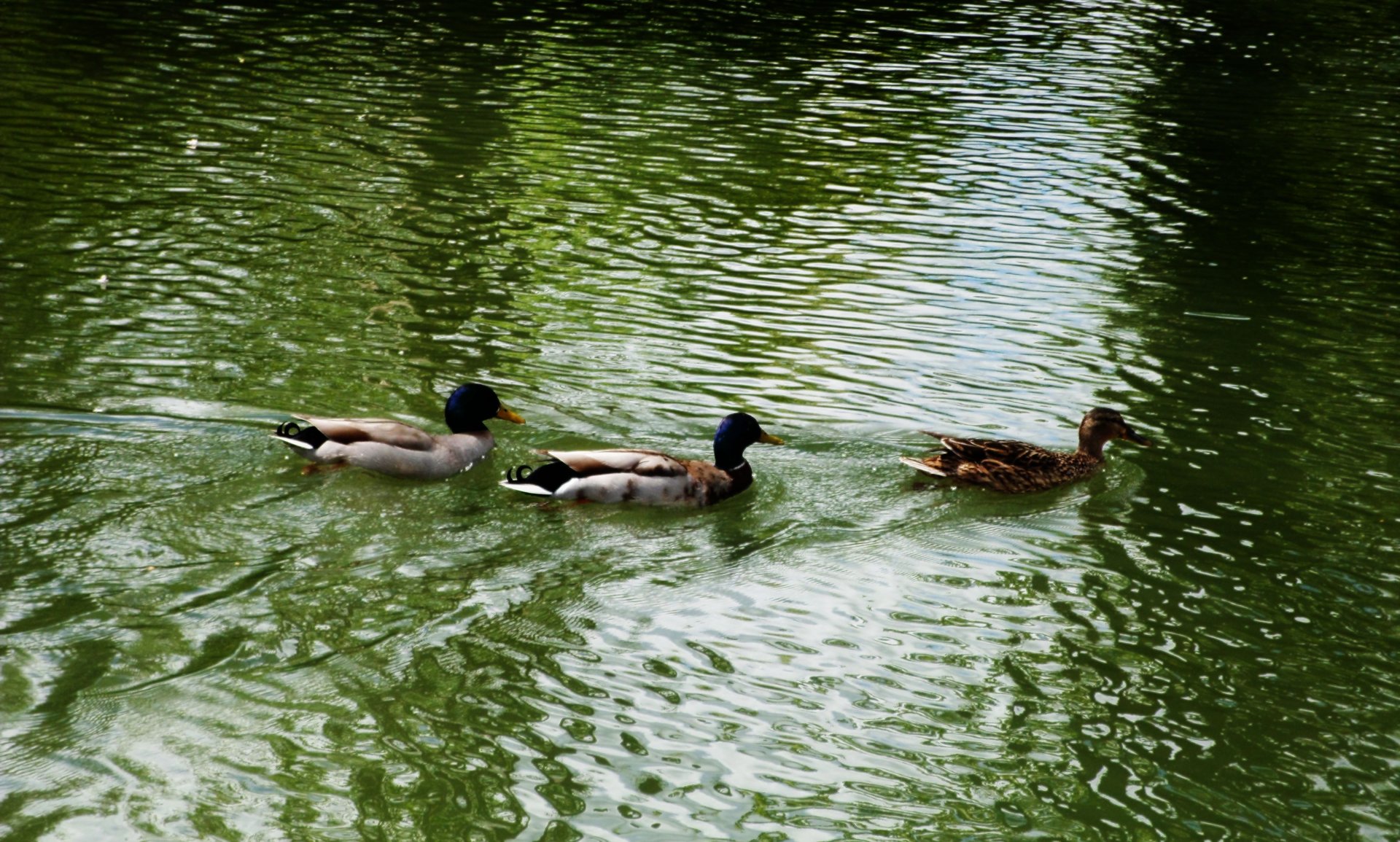 Fonds d'cran Animaux Oiseaux - Canards 