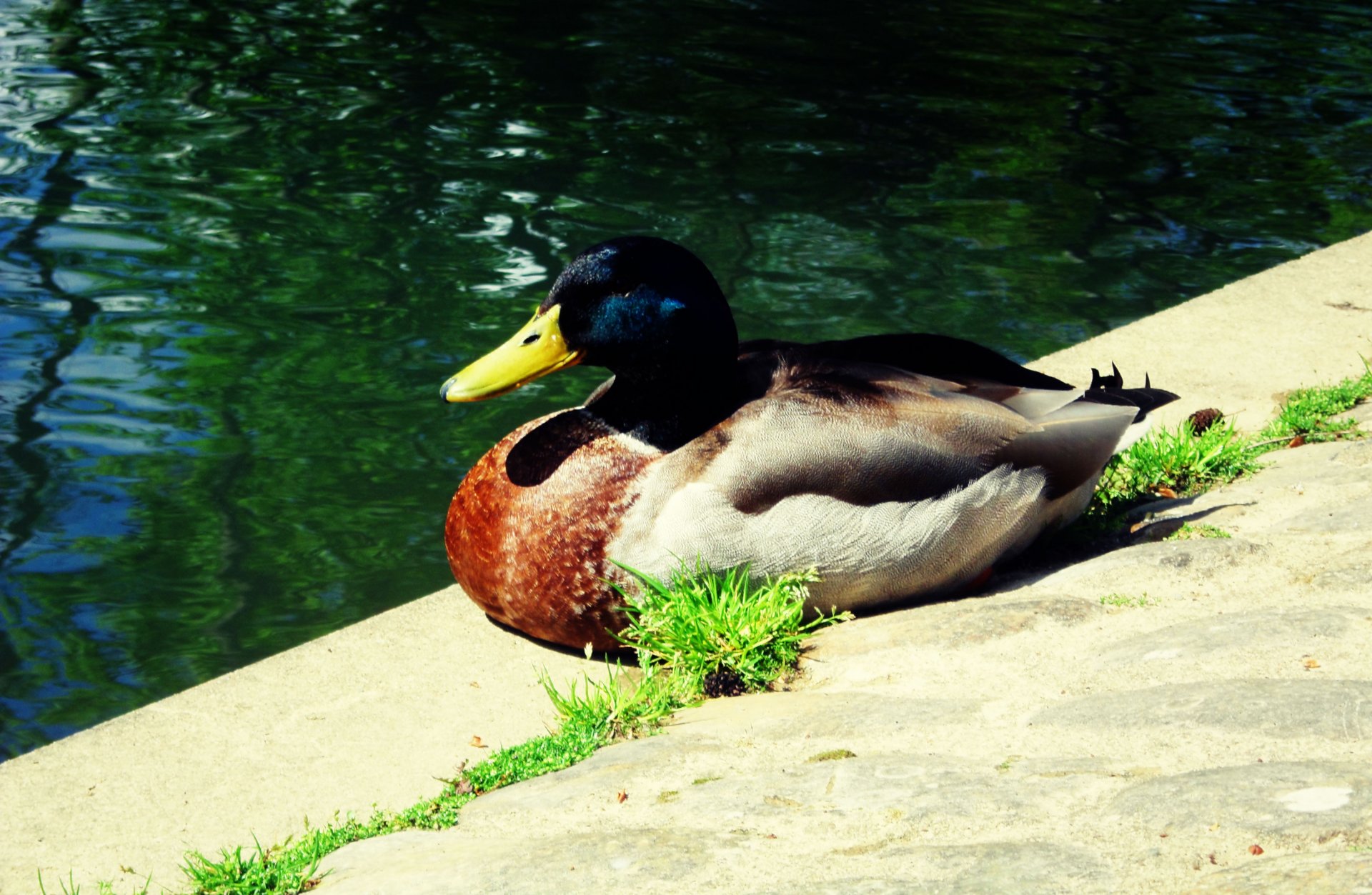 Wallpapers Animals Birds - Ducks 