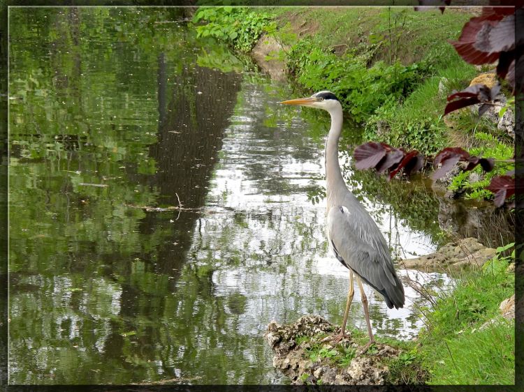 Fonds d'cran Animaux Oiseaux - Hrons Wallpaper N298979