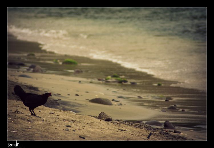 Wallpapers Nature Seas - Oceans - Beaches hen on the beach