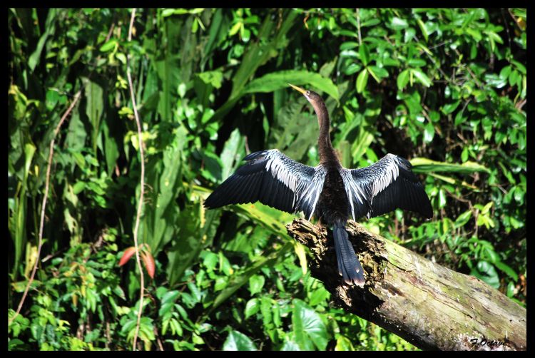 Wallpapers Animals Birds - Cormorants Cormoran