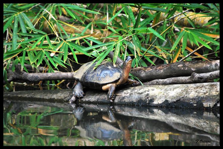 Fonds d'cran Animaux Tortues Tortue