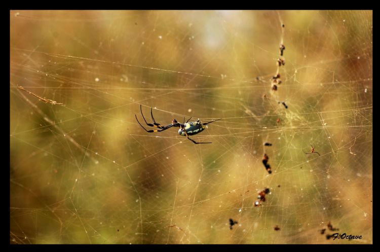 Fonds d'cran Animaux Araignes Araigne