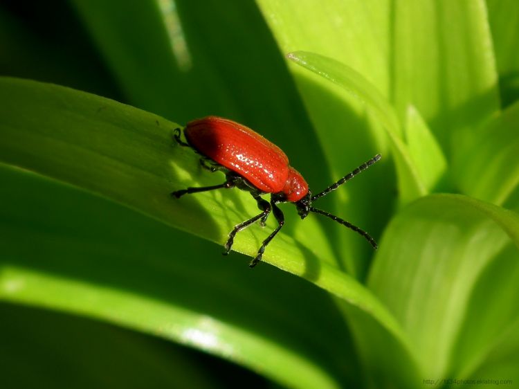 Wallpapers Animals Insects - Ladybugs Cardinal- Pyrochroa coccinea