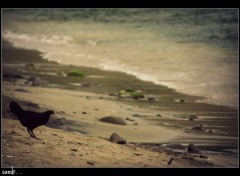 Fonds d'cran Nature hen on the beach