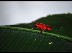  Animaux Grenouille rouge