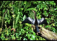  Animaux Cormoran