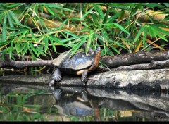  Animaux Tortue