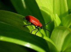  Animals Cardinal- Pyrochroa coccinea