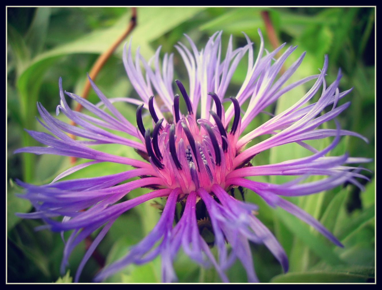 Fonds d'cran Nature Fleurs Centaures