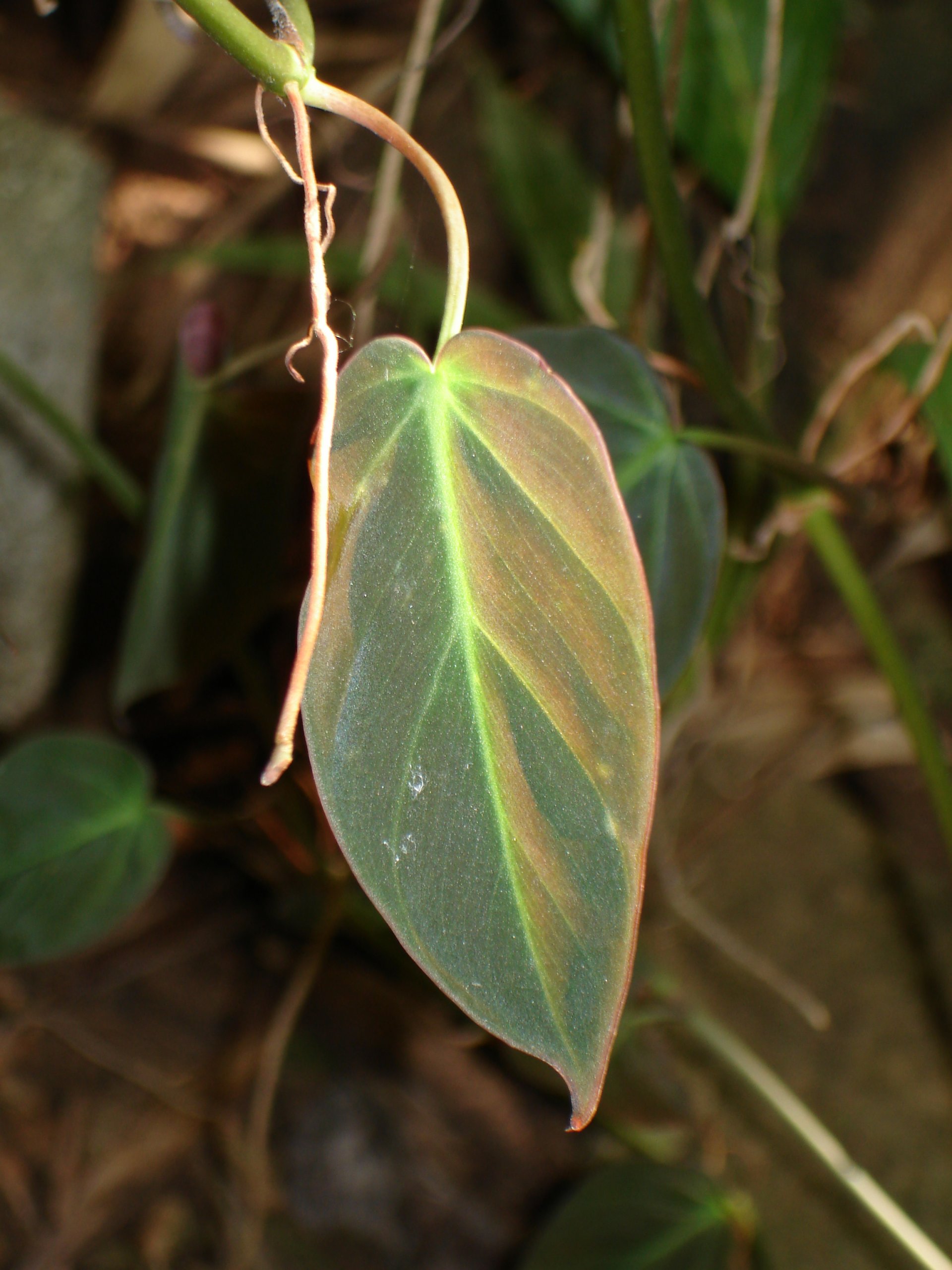 Wallpapers Nature Leaves - Foliage 