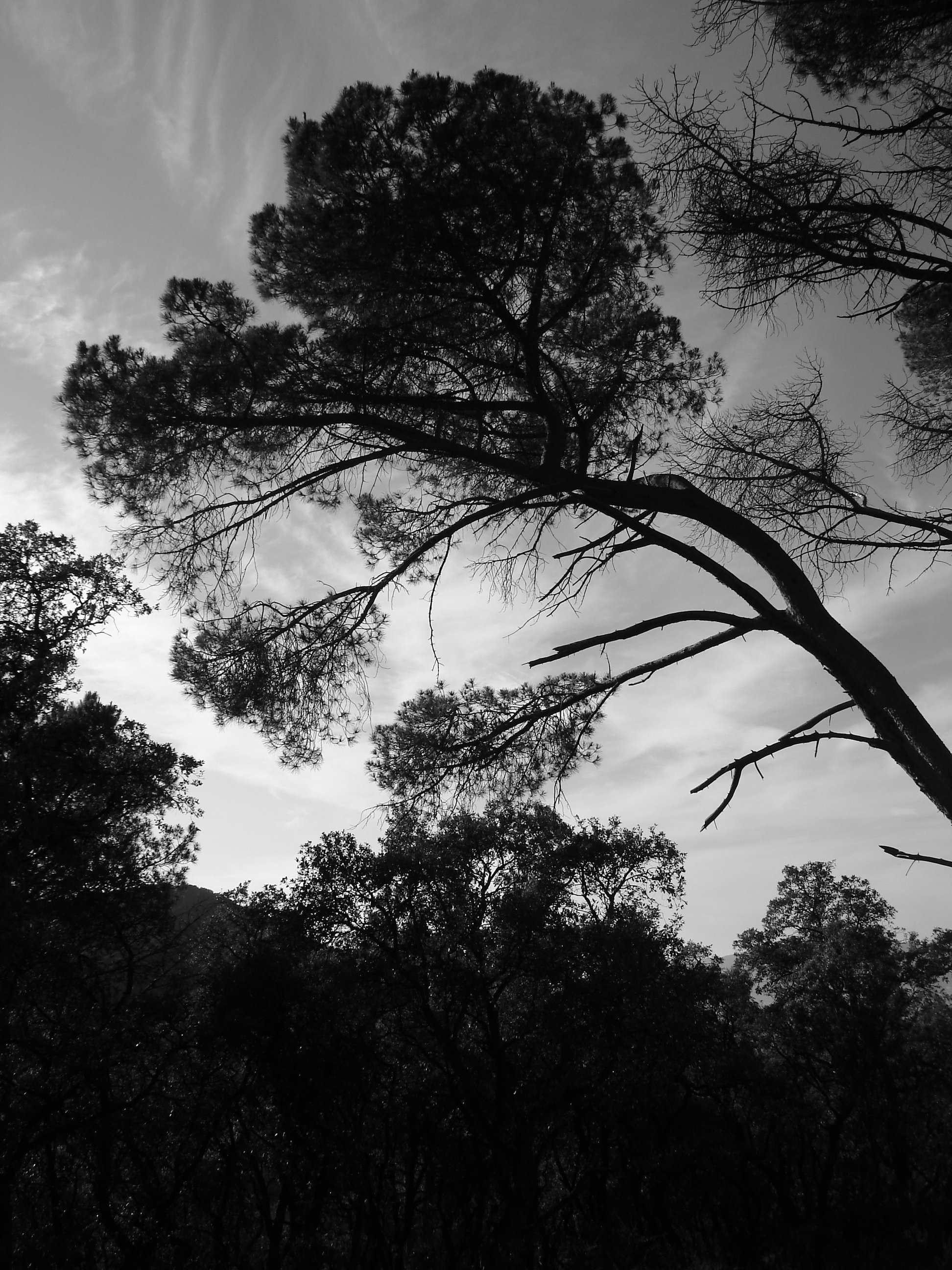 Wallpapers Nature Trees - Forests Contre plonge en noir et blanc.