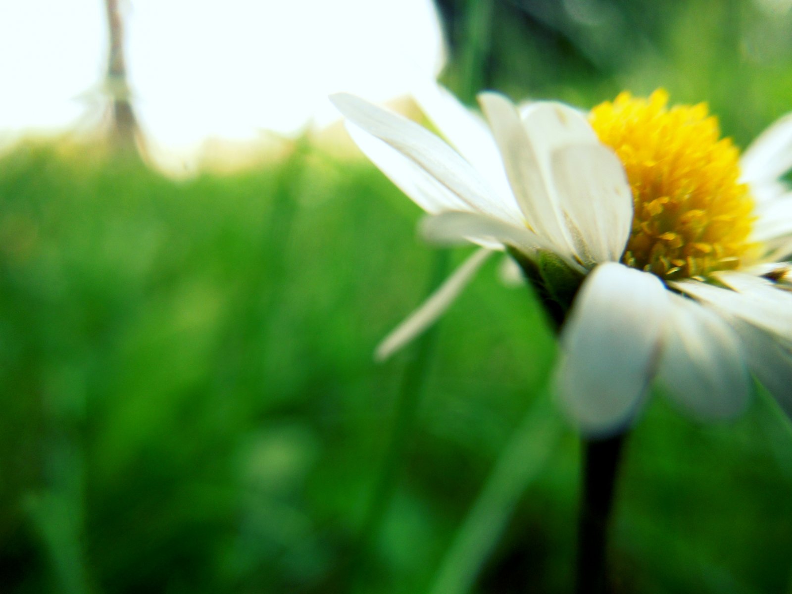 Wallpapers Nature Flowers 