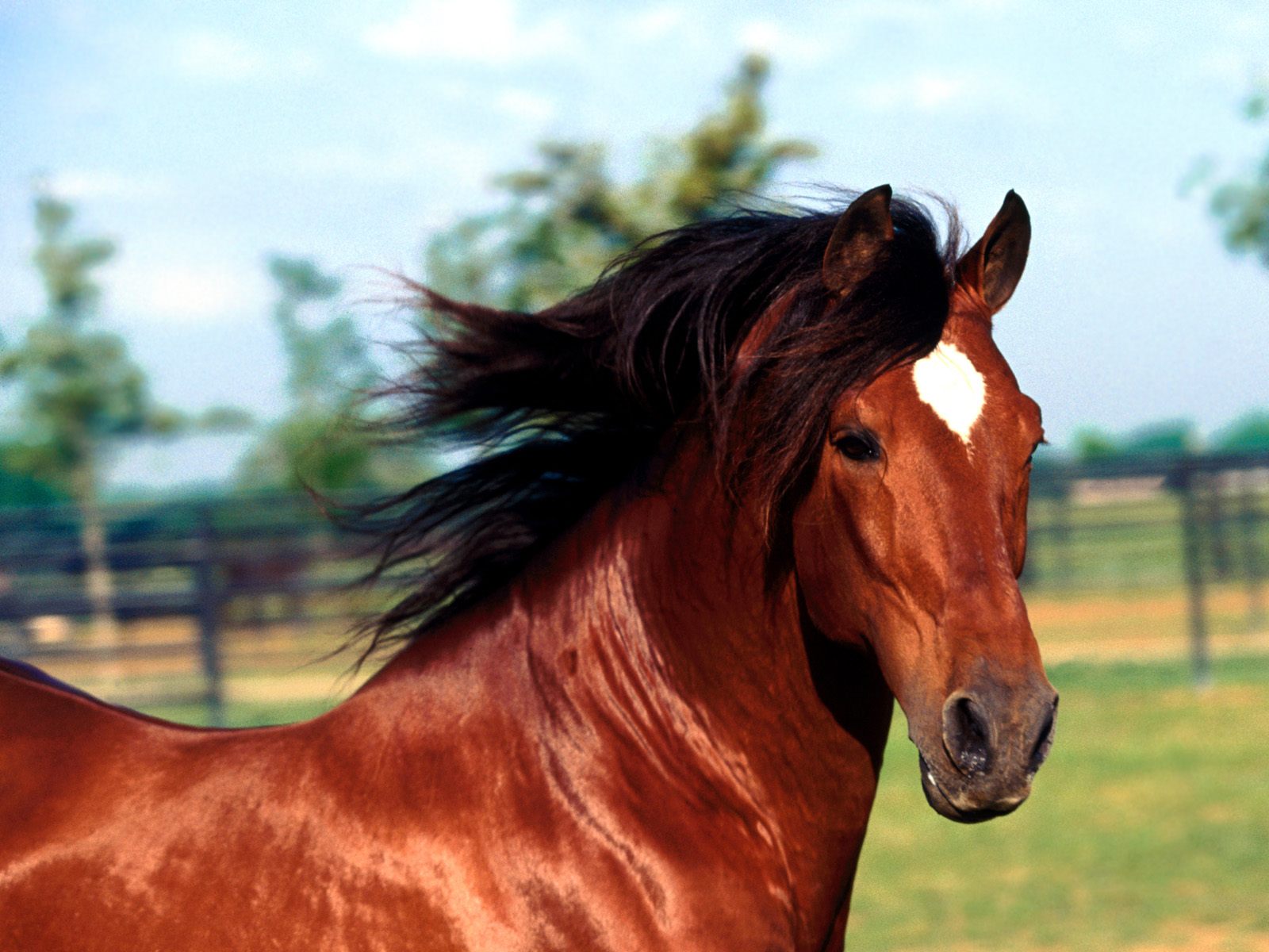 Fonds d'cran Animaux Chevaux 