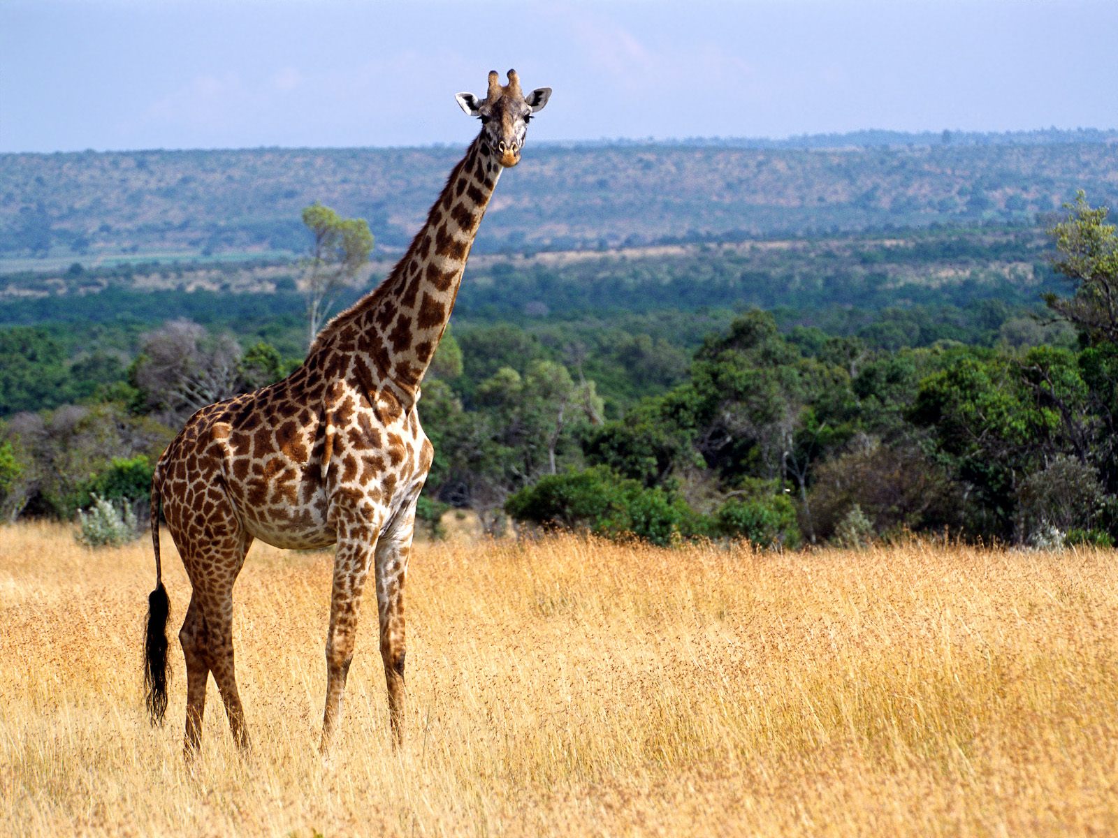 Wallpapers Animals Giraffes 