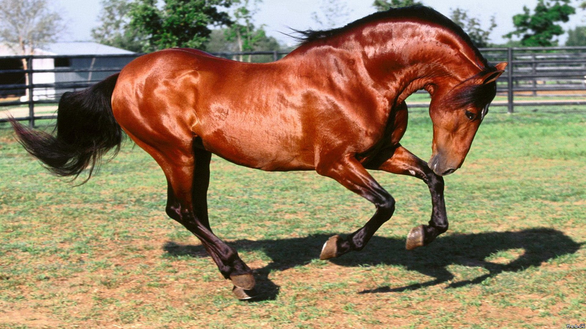 Fonds d'cran Animaux Chevaux 