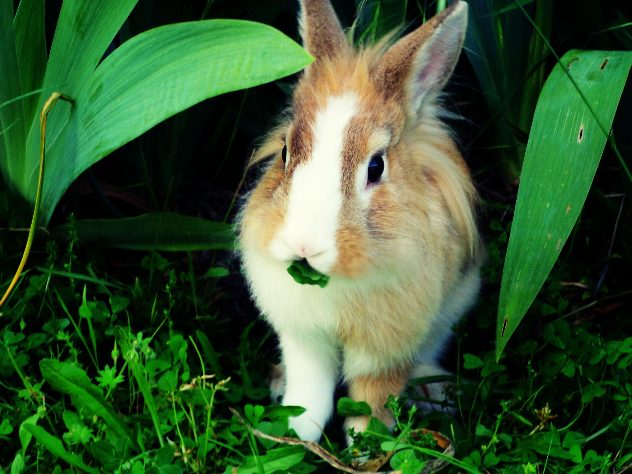 Wallpapers Animals Rabbits Lapin