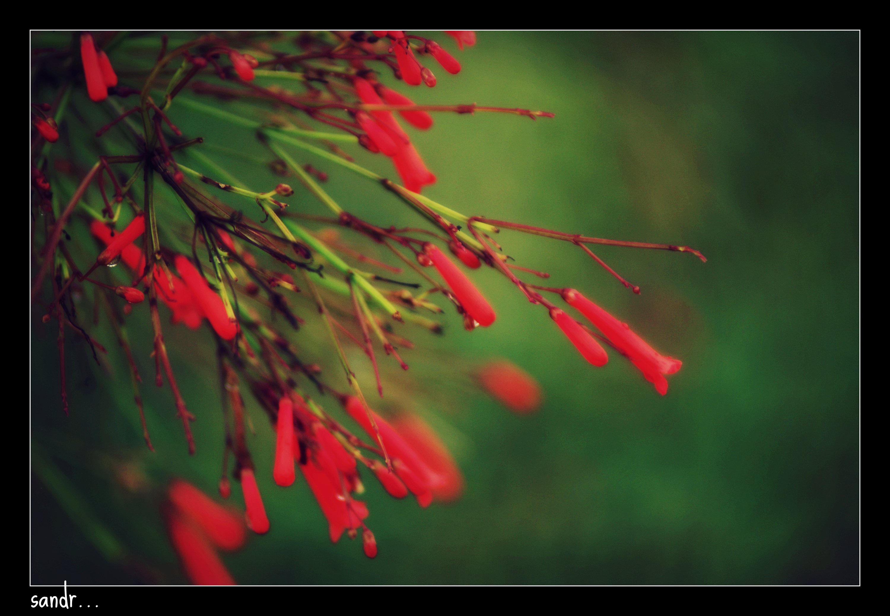 Wallpapers Nature Flowers fuzzy red