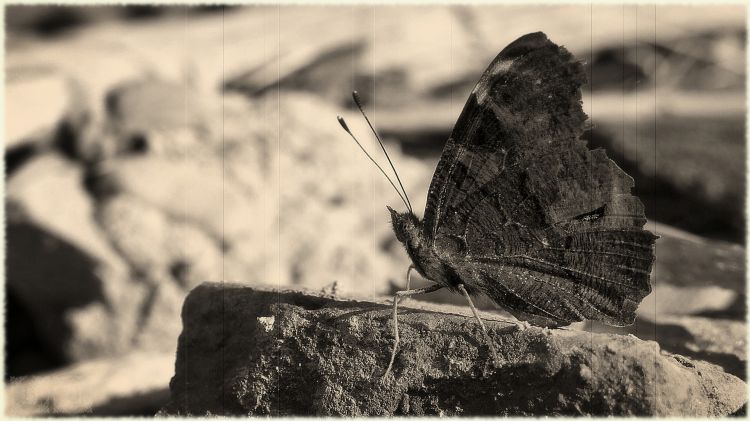 Fonds d'cran Animaux Insectes - Papillons Caractre phmre de la beaut.