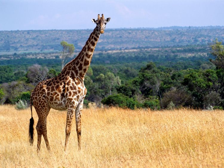 Wallpapers Animals Giraffes Wallpaper N299153