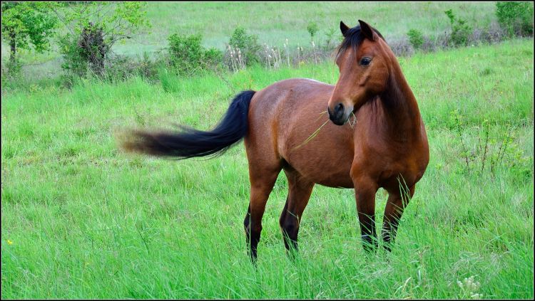 Fonds d'cran Animaux Chevaux Un cheval heureux