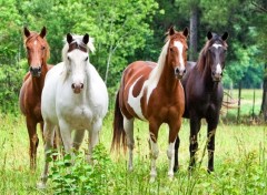  Animaux Image sans titre N299070