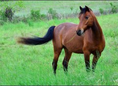  Animaux Un cheval heureux