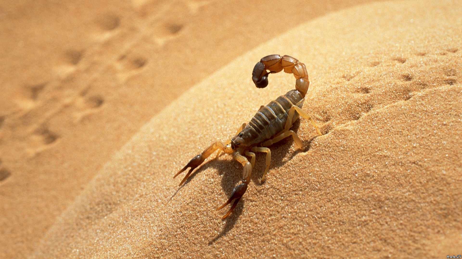 Fonds d'cran Animaux Scorpions 