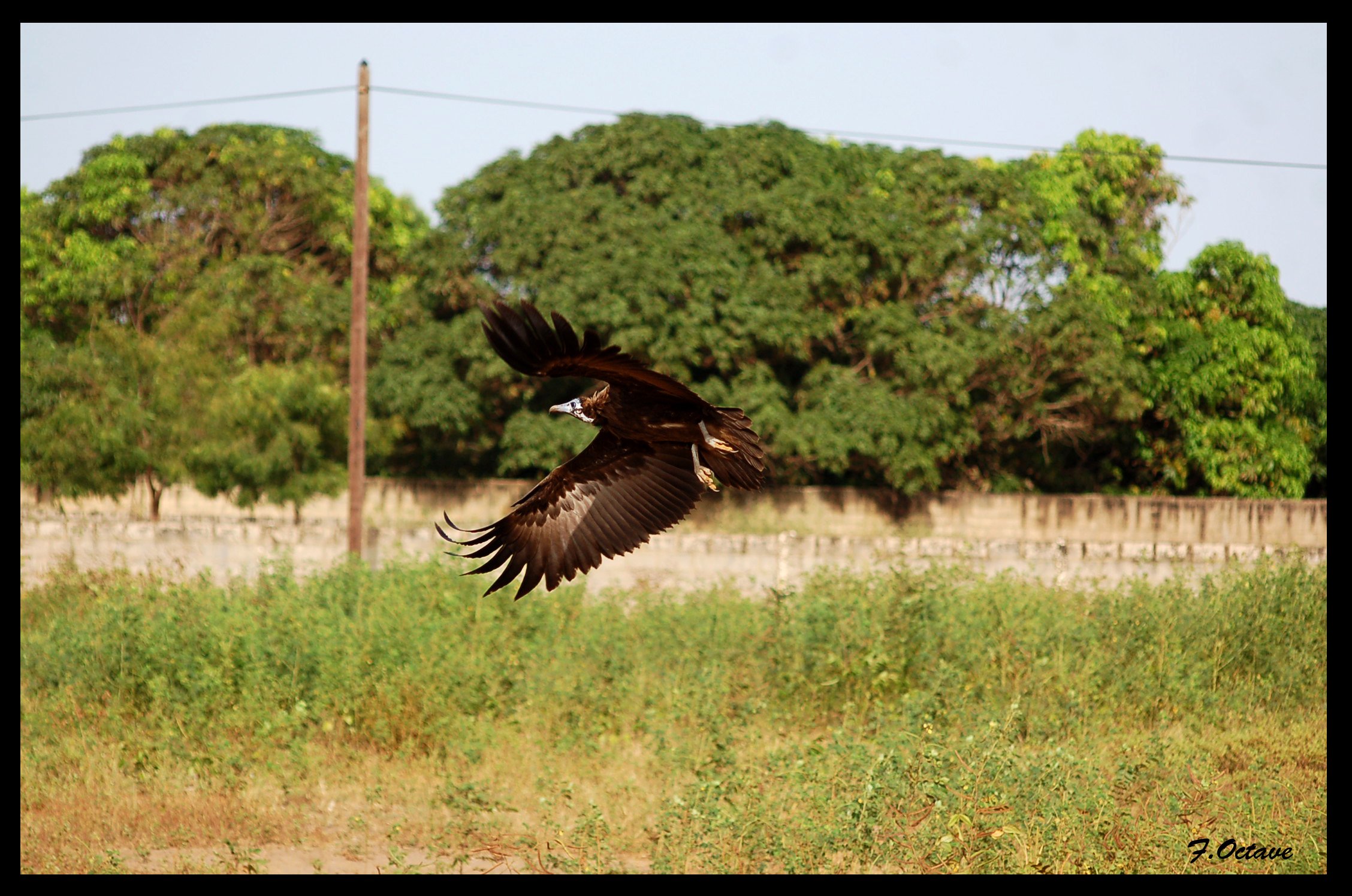 Wallpapers Animals Birds - Vultures Vautour