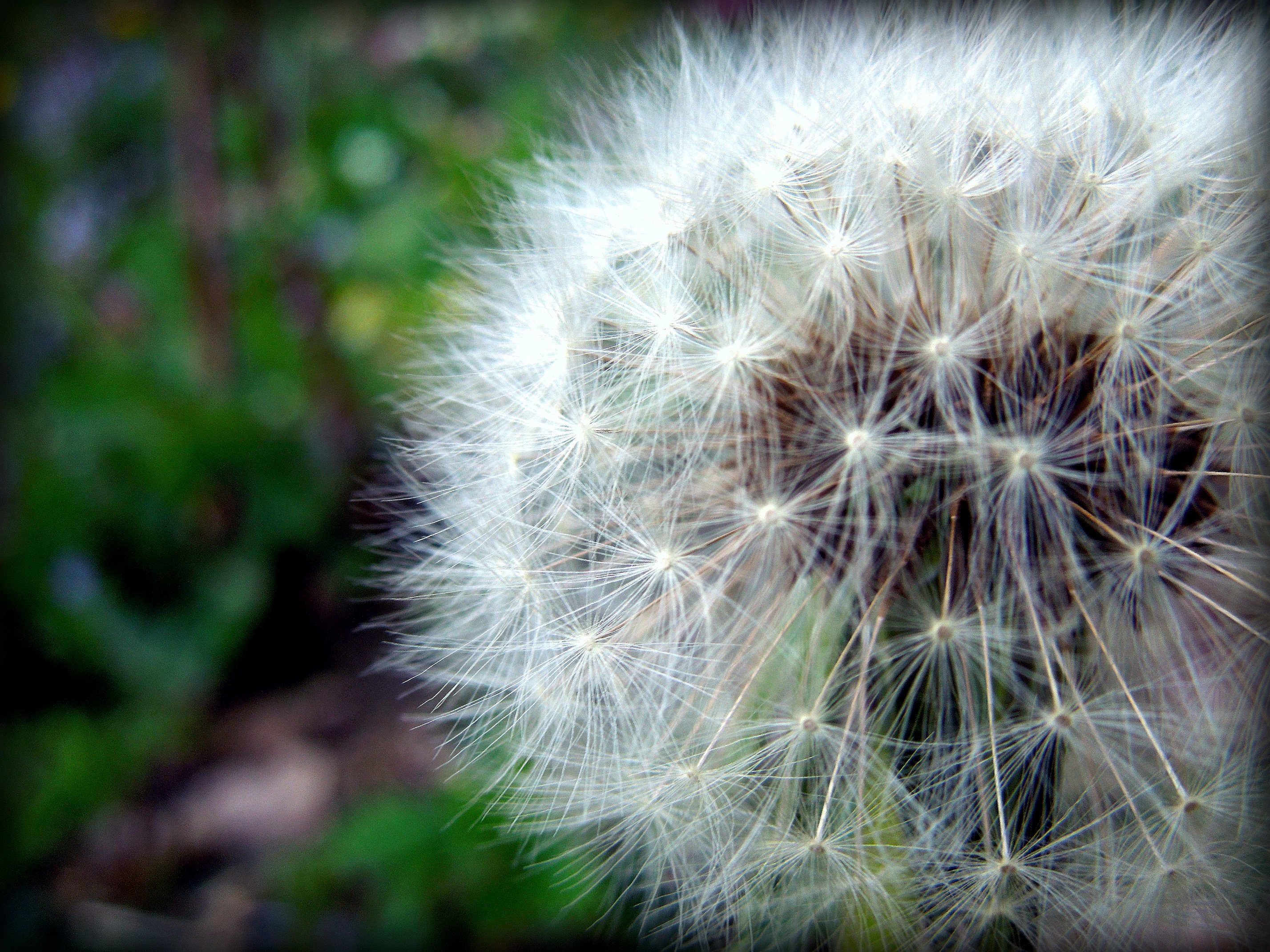 Fonds d'cran Nature Fleurs Nature, nature, quand tu nous tiens ♥