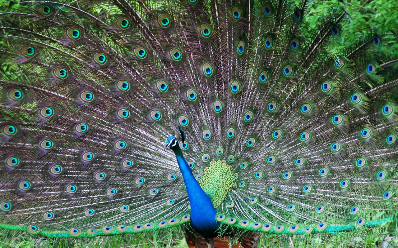 Wallpapers Animals Birds - Peacocks 