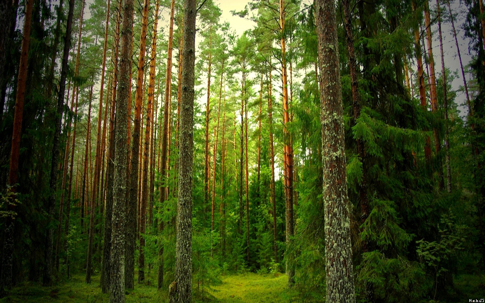 Fonds d'cran Nature Arbres - Forts 