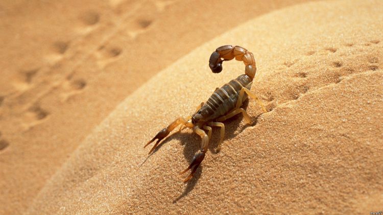 Wallpapers Animals Scorpions Wallpaper N299237