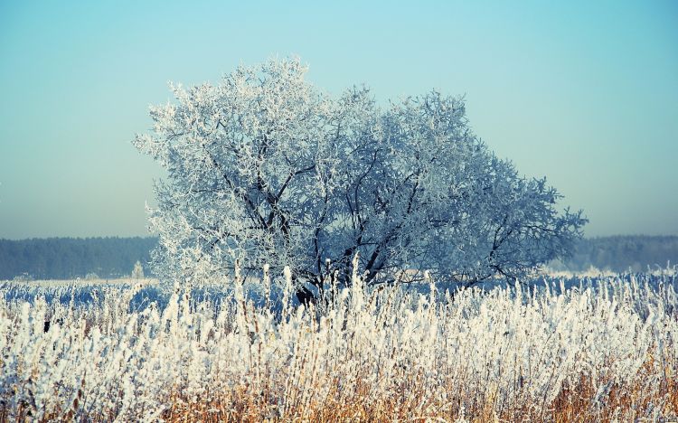 Fonds d'cran Nature Saisons - Hiver Wallpaper N299257