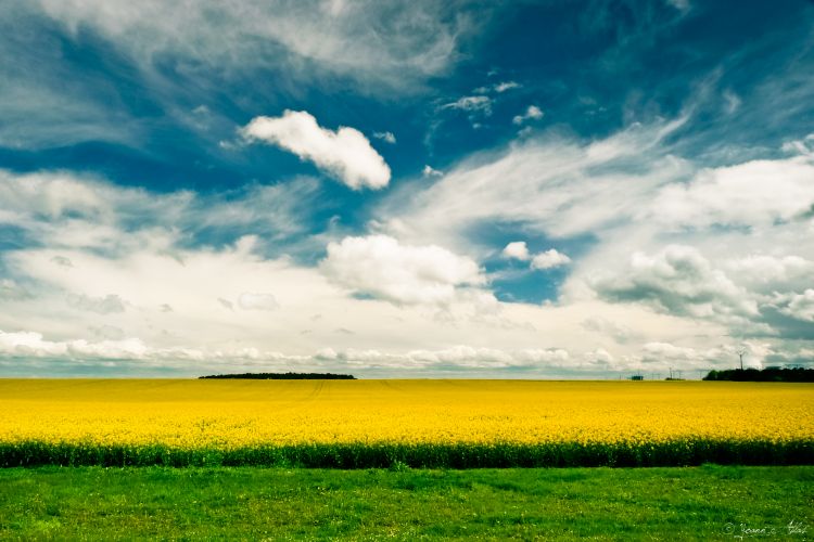 Wallpapers Nature Fields Sun & Field