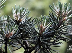  Nature Bonsa - Pinus
