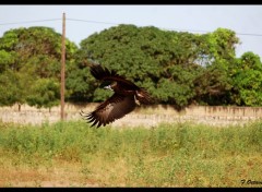  Animaux Vautour