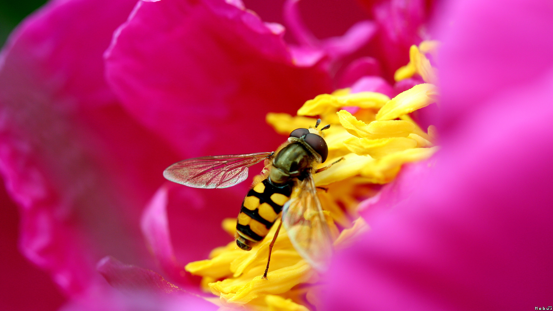 Fonds d'cran Animaux Insectes - Abeilles Gupes ... 