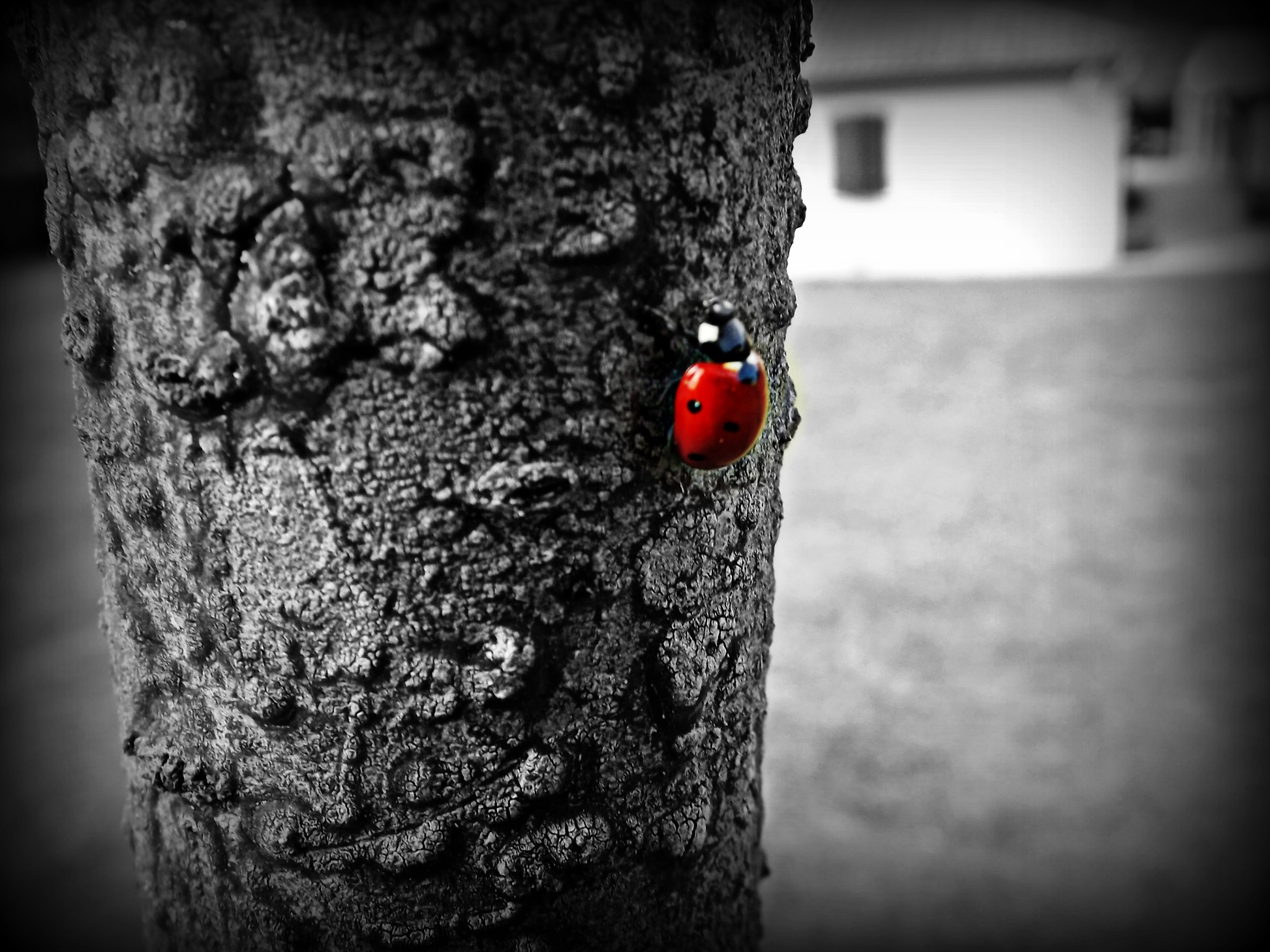 Fonds d'cran Animaux Insectes - Coccinelles en rouge et noir!