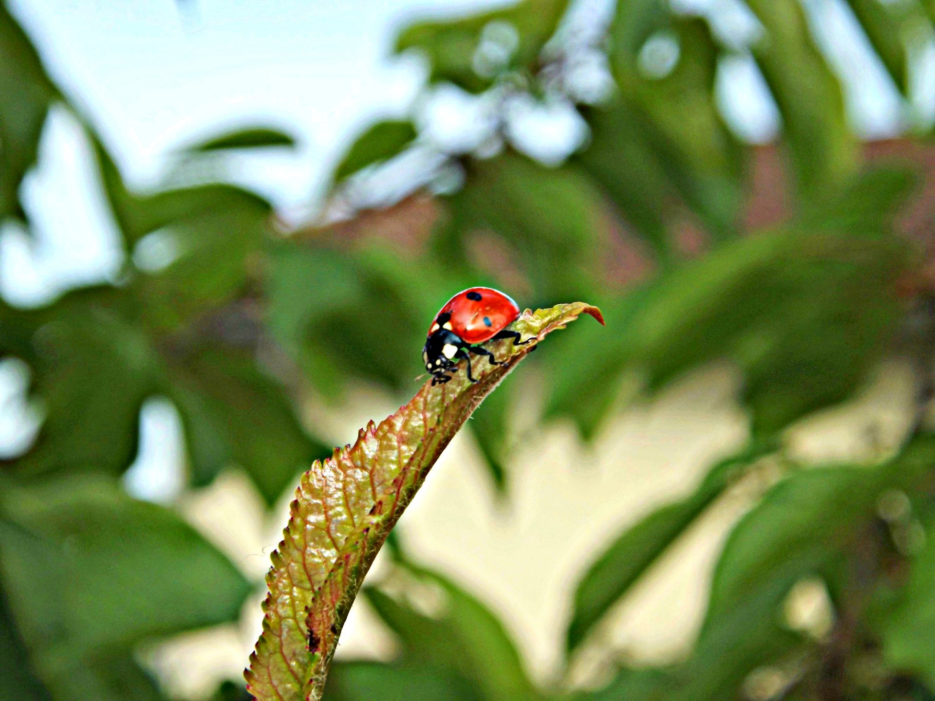 Wallpapers Animals Insects - Ladybugs 