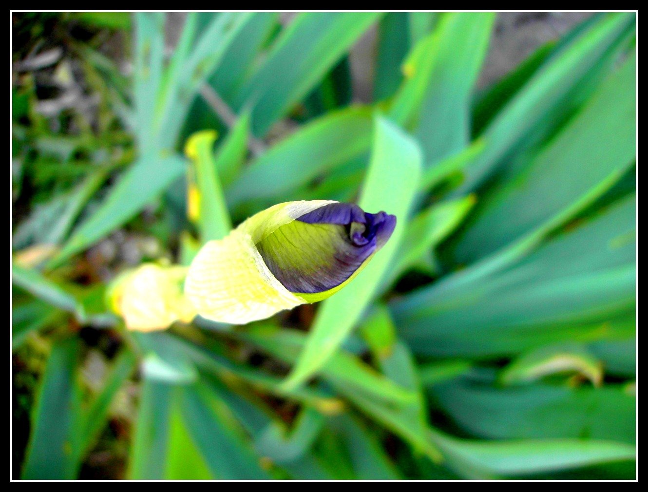 Wallpapers Nature Flowers iris