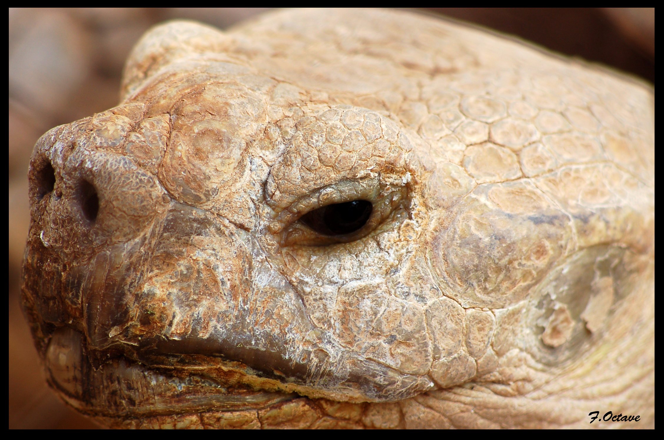 Fonds d'cran Animaux Tortues Tortue