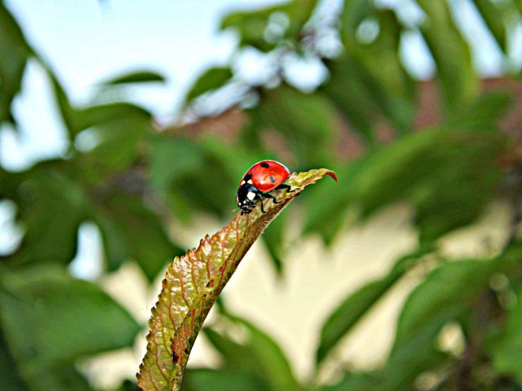 Wallpapers Animals Insects - Ladybugs Wallpaper N299422