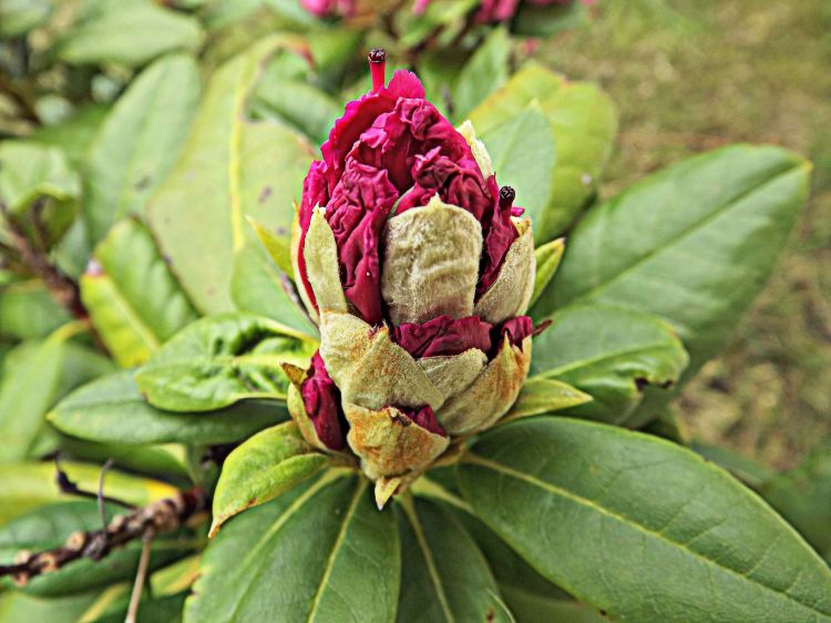 Wallpapers Nature Flowers rhododendron en bouton