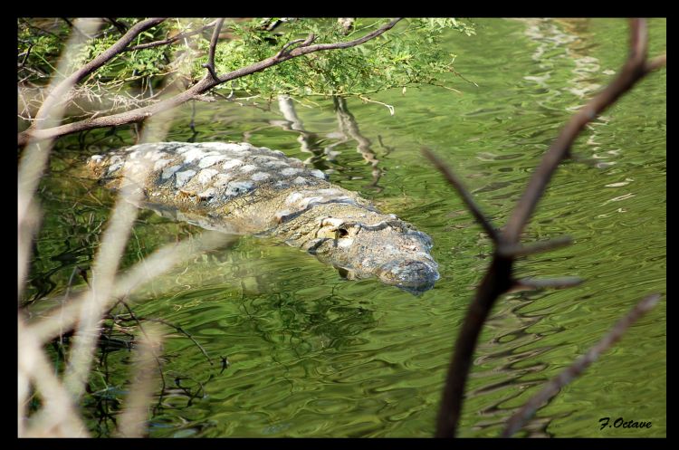 Wallpapers Animals Crocodile - Alligator - Caiman Crocodile