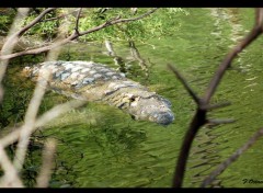  Animaux Crocodile