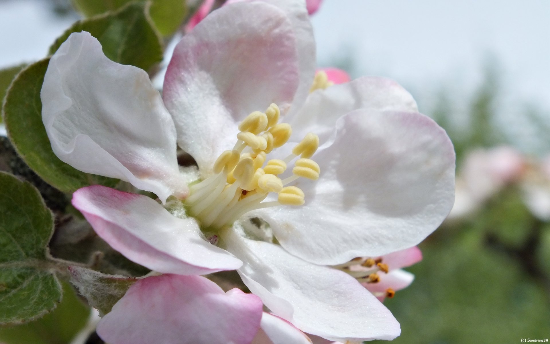 Wallpapers Nature Flowers Fleur de Pommier